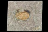 Orange, Ordovician Trilobite (Asaphellus) - Morocco #105866-1